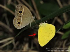 Eurema mandarina