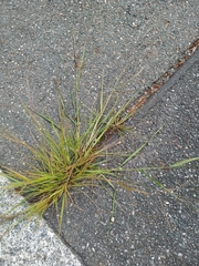 Eragrostis amurensis