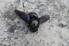 Xylocopa fenestrata