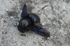 Xylocopa fenestrata