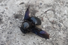 Xylocopa fenestrata