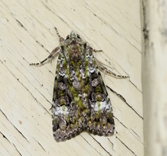 Anaplectoides prasina