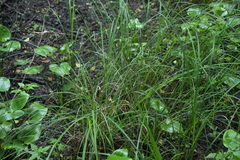 Carex elongata