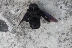 Xylocopa fenestrata