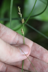 Carex elongata