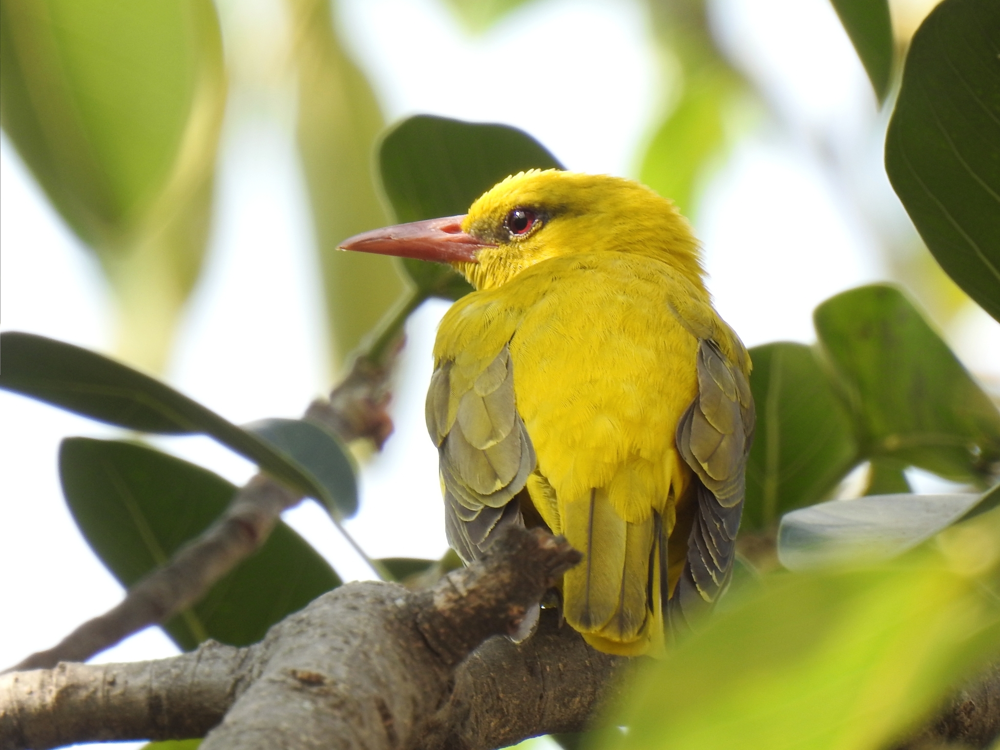 Indian Golden Oriole