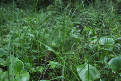 Carex elongata