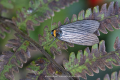 Macrobrochis fukiensis