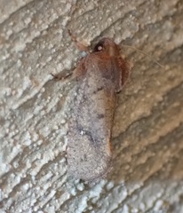 Acrolophus walsinghami