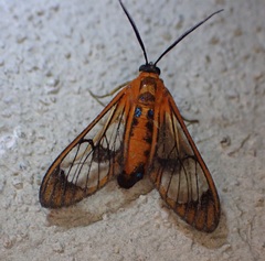 Cosmosoma achemonides