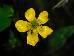 Ranunculus polyanthemos
