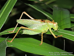 Tettigonia orientalis