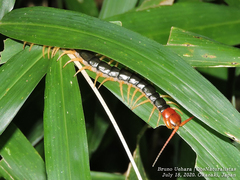 Scolopendra mutilans