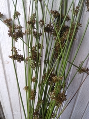 Juncus effusus