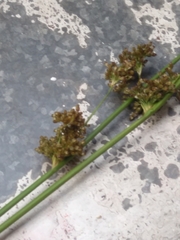 Juncus effusus