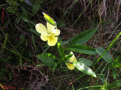 Viola lutea sudetica