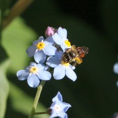 Andrena labiata