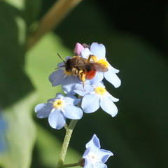 Andrena labiata