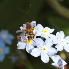 Andrena labiata