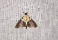 Agrotera