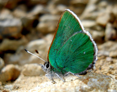Callophrys viridis