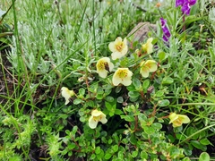 Rhododendron lepidotum