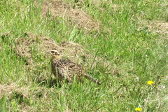 Syrmaticus reevesii