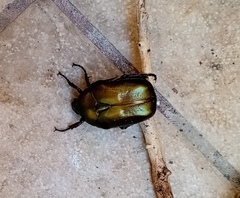 Protaetia cuprea obscura