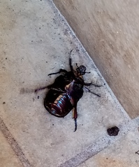 Protaetia cuprea obscura