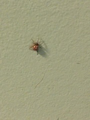 Araneae