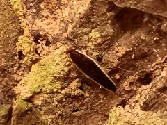 Pseudophyllodromia laticeps