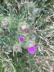 Cirsium eriophorum