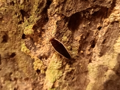 Pseudophyllodromia laticeps