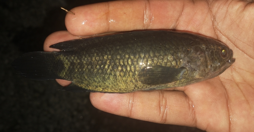 Gangetic climbing perch (Anabas cobojius) — Anabantidae