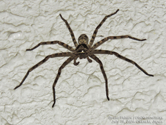 Heteropoda venatoria