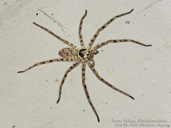 Heteropoda venatoria