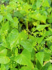 Spananthe paniculata