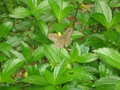 Ypthima horsfieldii humei