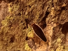 Pseudophyllodromia laticeps