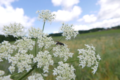 Cryptocheilus versicolor