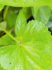 Spananthe paniculata