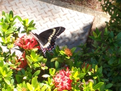 Papilio scamander