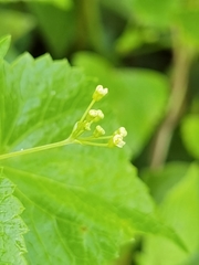 Spananthe paniculata