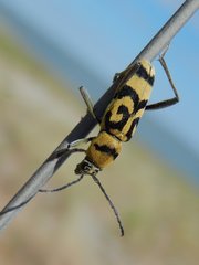 Chlorophorus varius