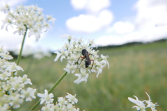 Cryptocheilus versicolor