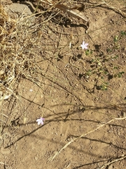 Dianthus strictus