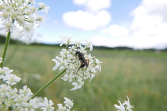 Cryptocheilus versicolor