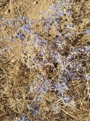 Eryngium creticum