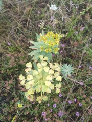 Euphorbia stepposa