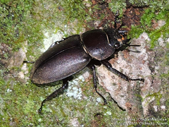 Dorcus rectus
